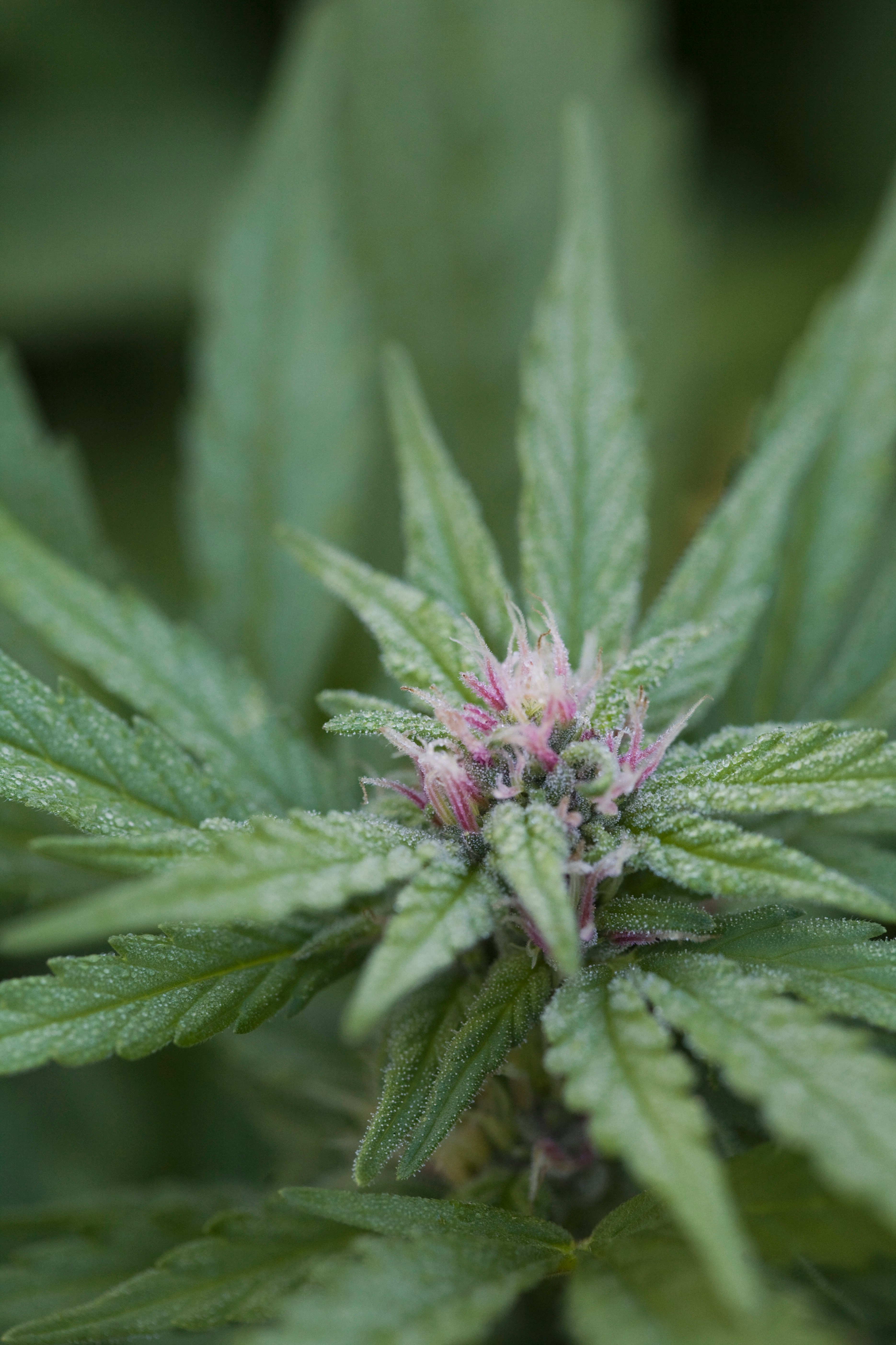 Cannabis plant
